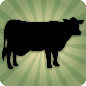 Cows Cows